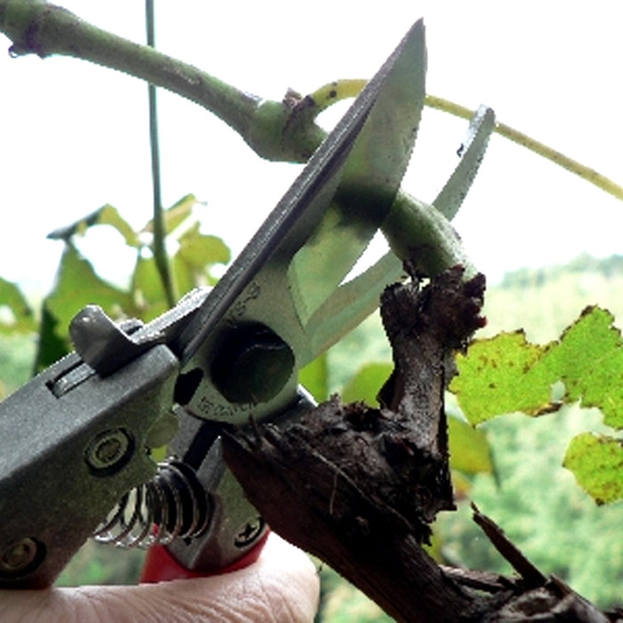 Ars VS-7Z Pruning Shears