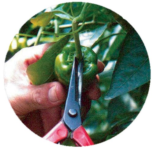 Chikamasa T-501 Fruit Thinning Shears